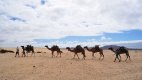 Písek, poušť, velbloudi, i to je typický obrázek Fuerteventury.