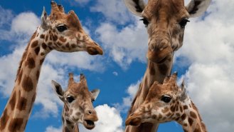 5 zoo, kam můžete vyrazit s dětmi nebo vnoučaty