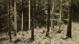 Heinrich Pommerencke: Schwarzwaldská bestie
