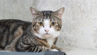 Příběh Elišky (43): Když vám kočka vybere manžela