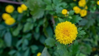 5 rad, co dělat s okrasnými květiny a keři na podzim