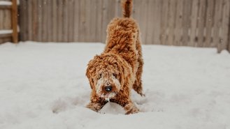 6 rad, jak se starat o psa v zimě