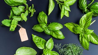 4 rady, jak vypěstovat voňavé bylinky