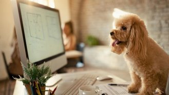 5 pravidel, jak (ne)mít psa v práci