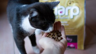 Jak vybrat vhodné krmivo pro kočku?