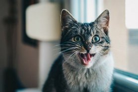 Jak se správně starat o chrup kočky