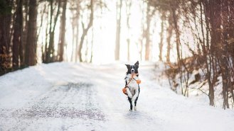 Zimní dovolená se psem