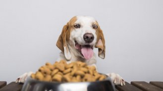 5 častých nemocí psů, které mohou vzniknout ze špatné stravy