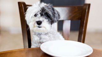 Čím krmit dospělé psy a štěňata?