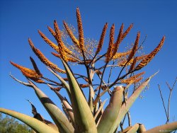 Aloe vera – první pomoc z květináče