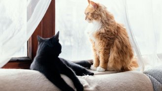 Mýty a fakta o kočičí stravě: Co do jejich misky nepatří?