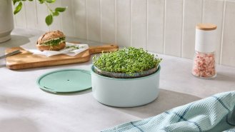Náš tip: Sada na domácí pěstování microgreens
