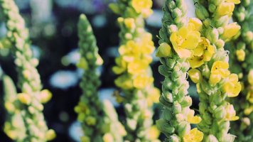 Divizna velkokvětá: Žluté květy léčí hemoroidy