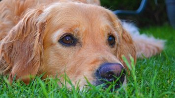 Canisterapie: Když psi uzdravují