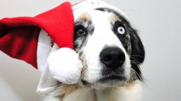 Pes: Jak přežít Vánoce a silvestr