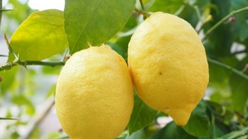 Citron: Žlutý zásobník vitaminu C