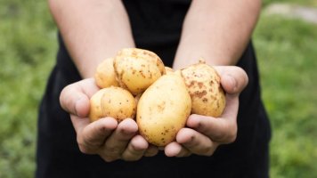 Co (ne)víte o bramborách?