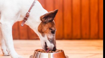 5 rad, jak správně skladovat granule pro psa