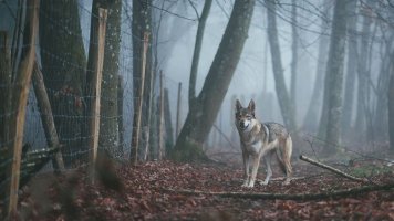 Příběh Jarky (60): Záhada tajemného místa v lese