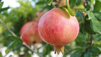 Granátové jablko: Sladký plod ze stromu poznání