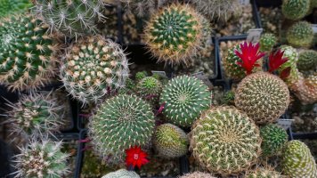 Jak správně přesazovat kaktusy a sukulenty