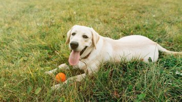 6 tipů, jak pečovat o psa v létě