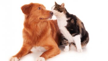 4 tipy pro bezproblémové soužití psa a kočky