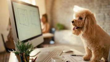 5 pravidel, jak (ne)mít psa v práci