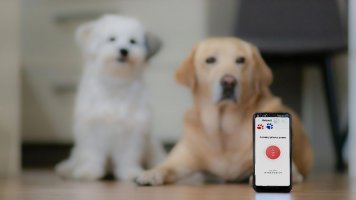 Aplikace Zvíře+ chrání bezpečnost zvířat i lidí