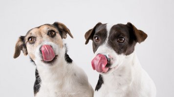 Jak poznat potravinovou alergii u psa?