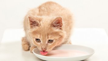 6 rad, jak správně krmit kotě