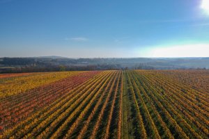 Tipy na podzimní výlety do středočeských vinařských center