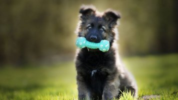 Neškodný klacek? Aportování i kousání klacíků může pejska snadno poslat k veterináři