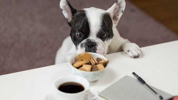 7 potravin, které pes nesmí dostat!