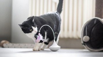 Jak v zimě zabavit domácí kočku?