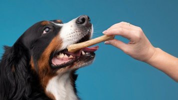 Co chutná pejskům?