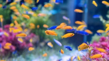 8 rad pro začínající akvaristy