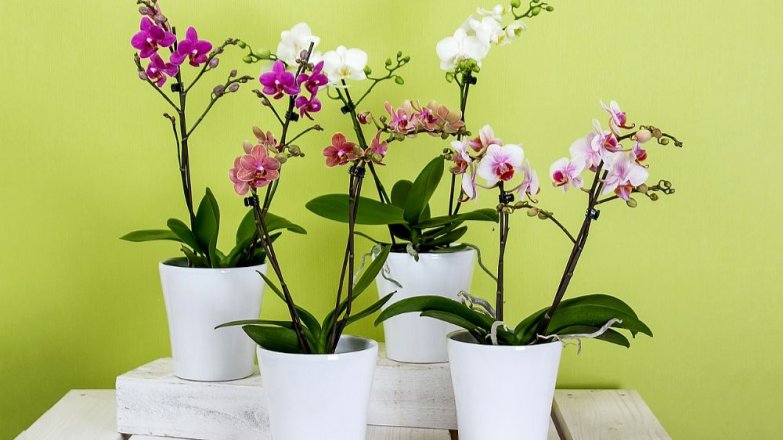 Orchidej těší po celý rok