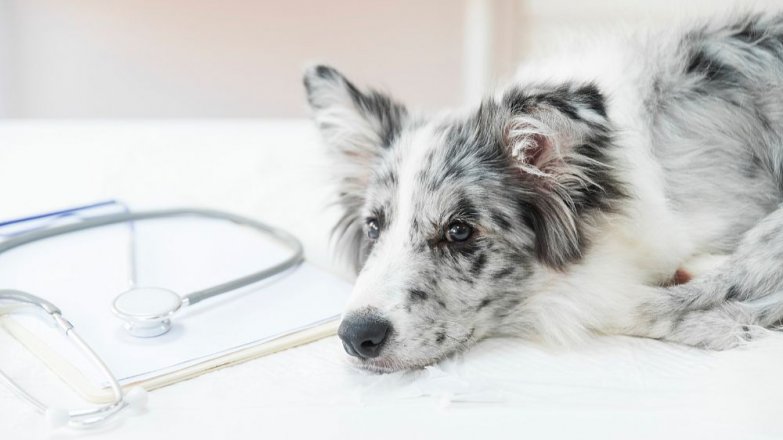 Mohou pes nebo kočka onemocnět koronavirem?