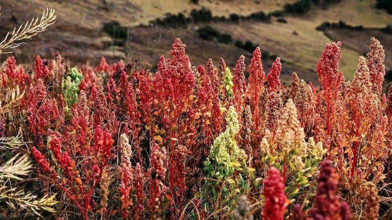 Quinoa: Zlato Inků
