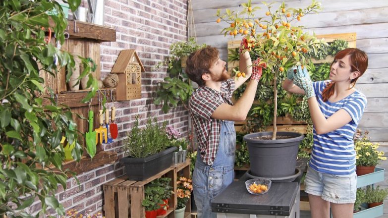 Vypěstujte si ovoce na balkóně