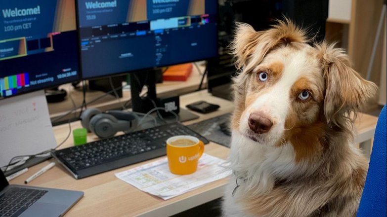 Patří pes do kanceláře?