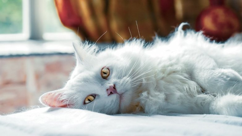 Pozor na zákeřný „kočičí AIDS“ i leukémii
