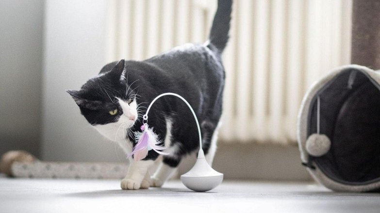 Jak v zimě zabavit domácí kočku?