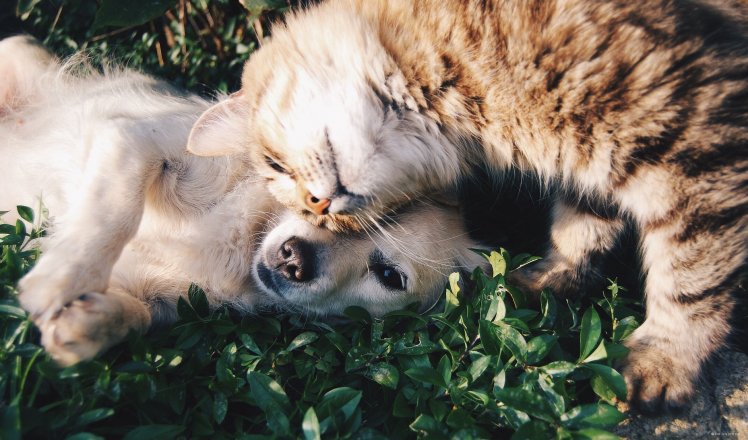 Pes a kočka: budou kamarádi?