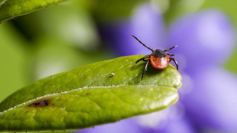 Klíšťata už útočí!