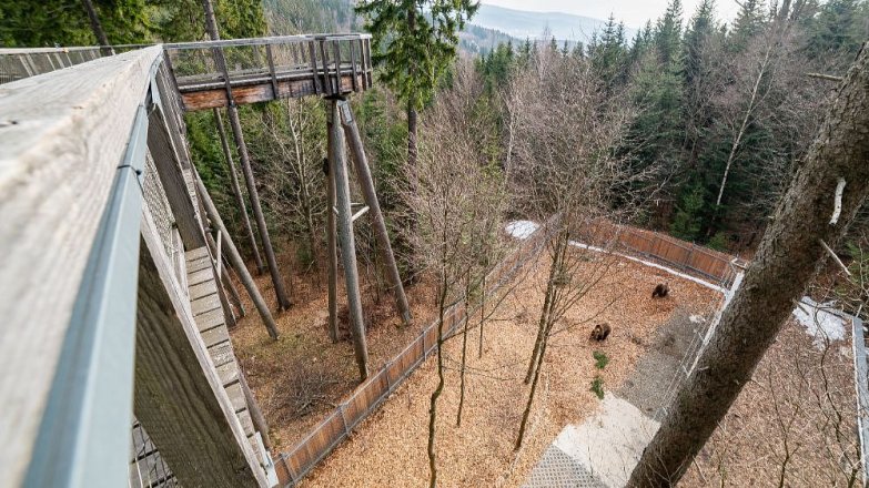 Medvědí stezka pod korunami stromů